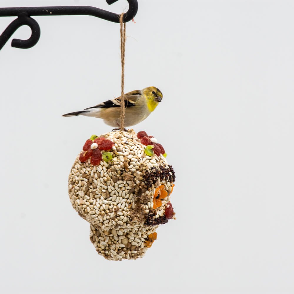 Bird Seed Skull