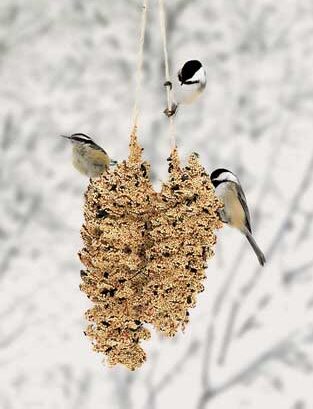 Pinecone Pair Bird Seed